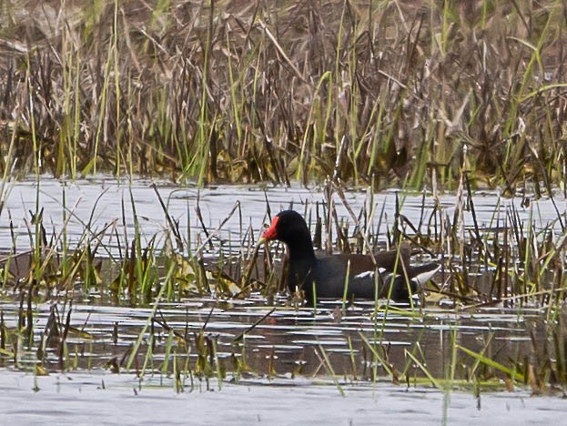 Common Gallinule - ML551457571