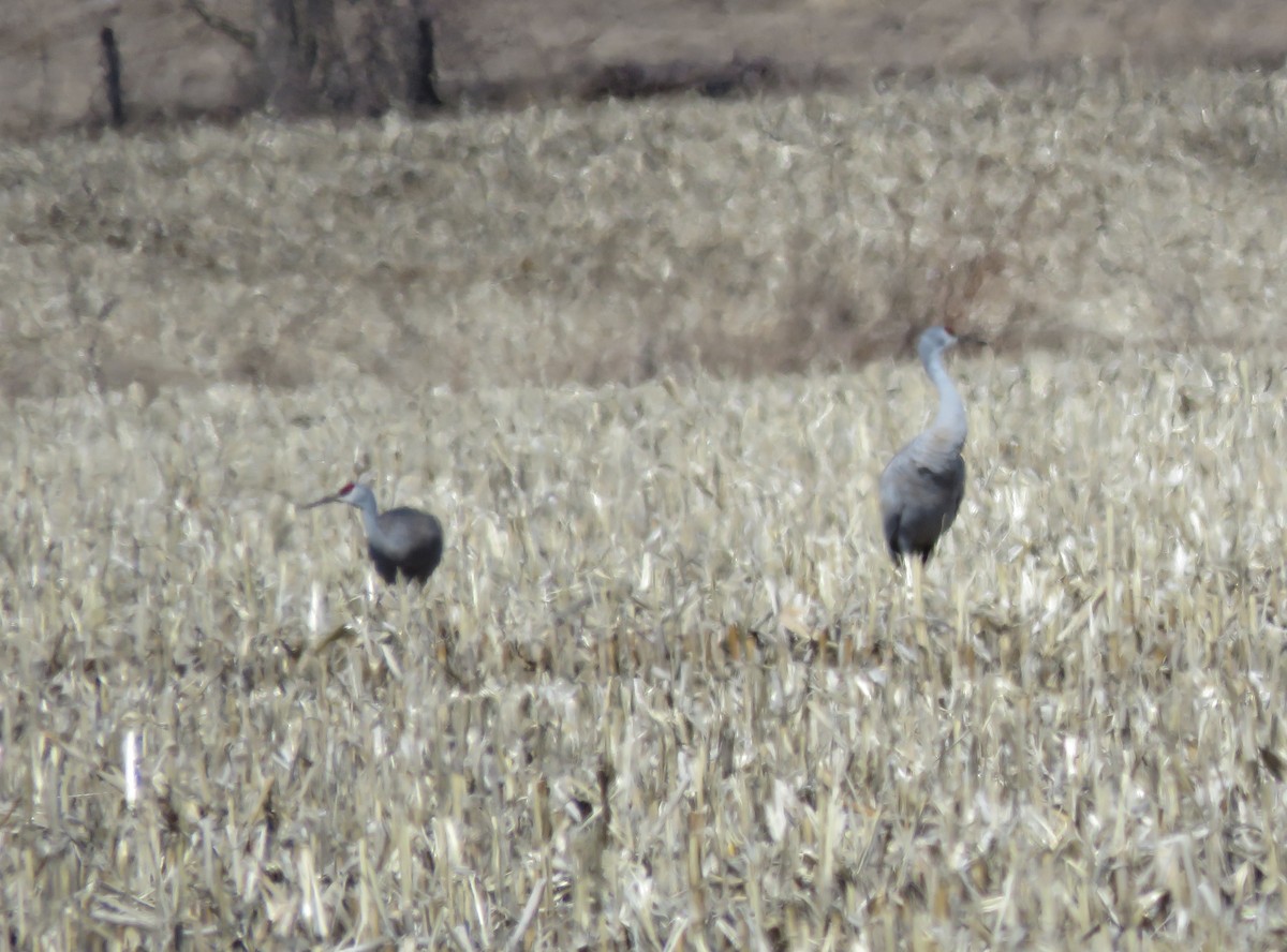 Sandhill Crane - ML551457581