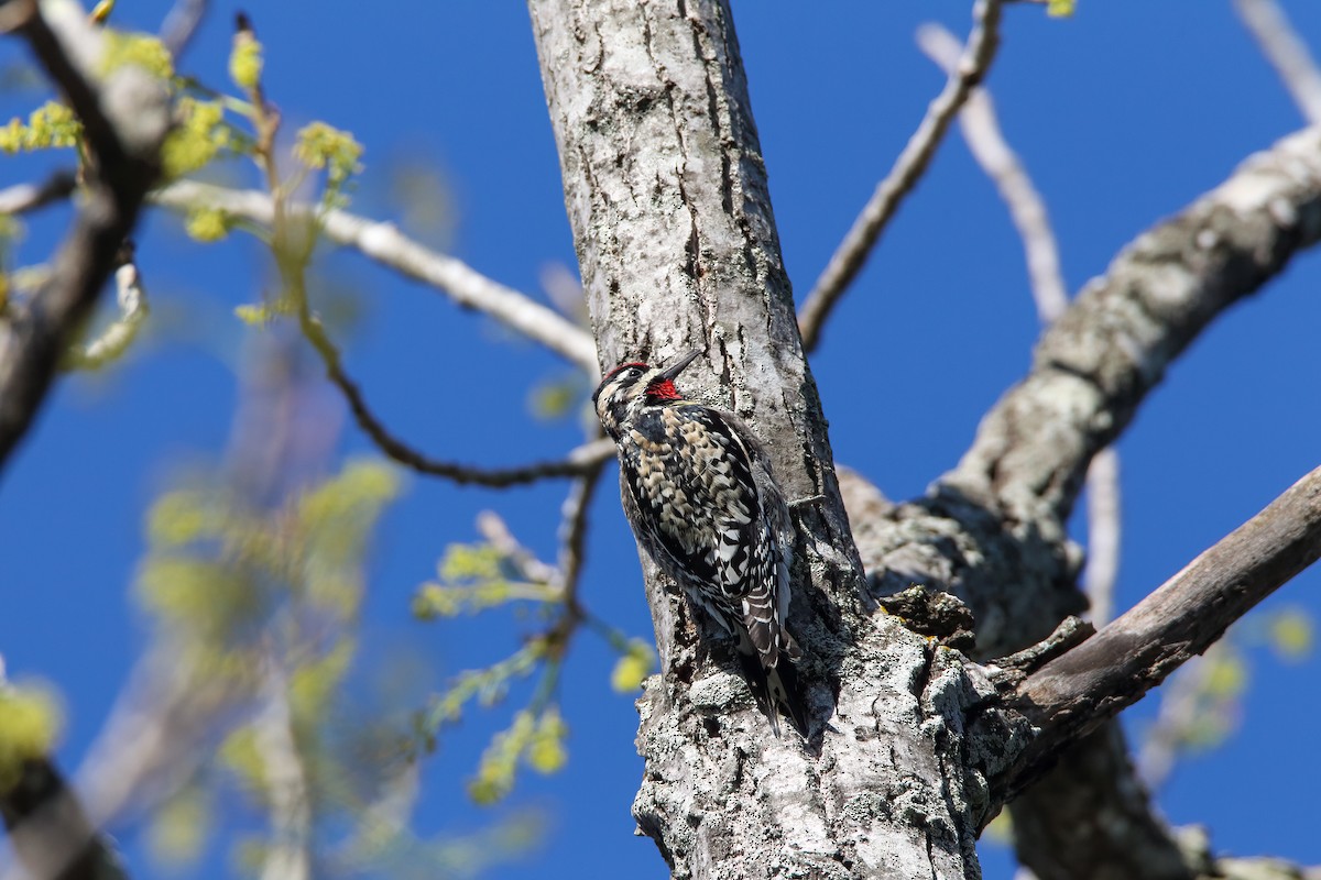 Yellow-bellied Sapsucker - ML551458211