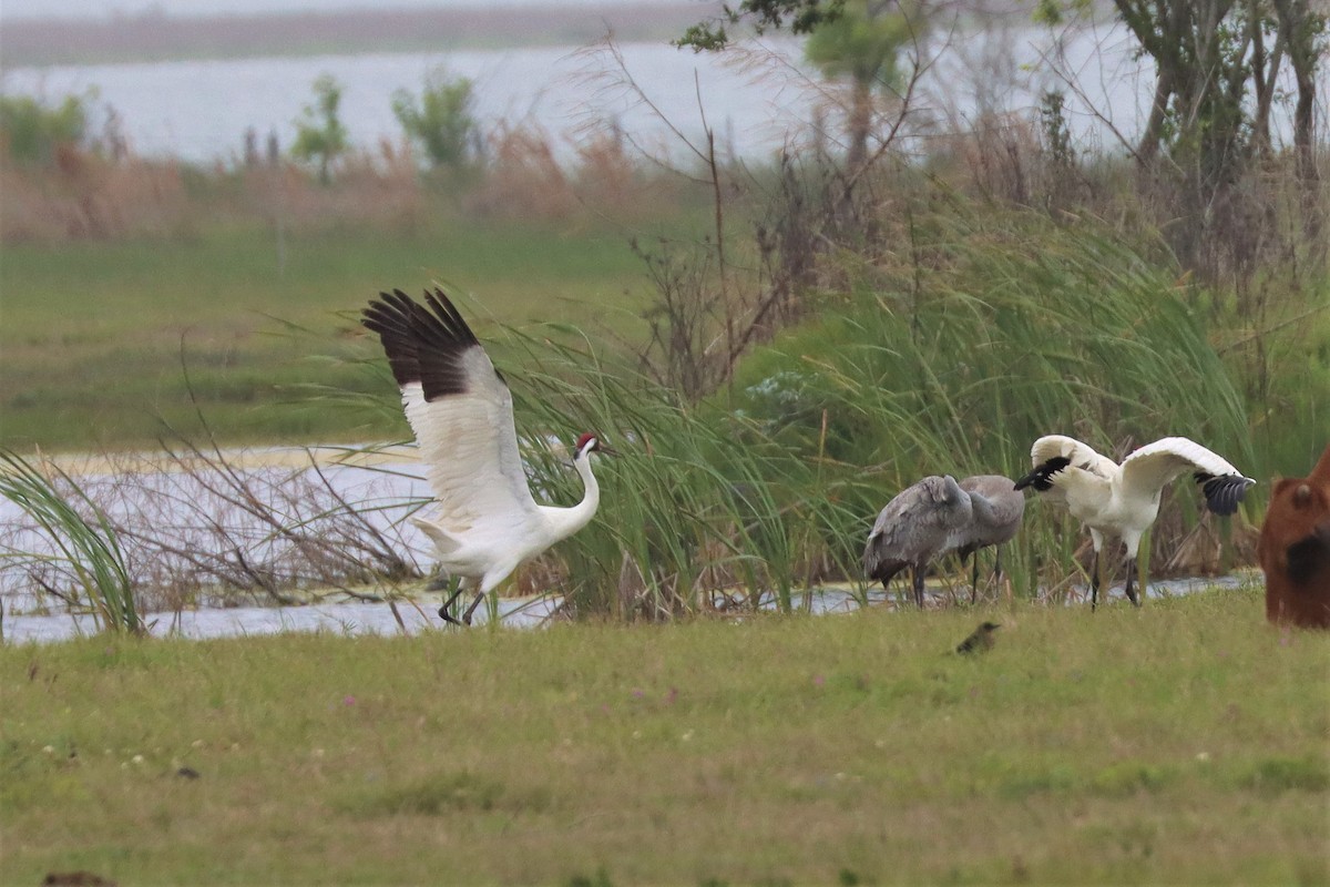 Sandhill Crane - ML551458251