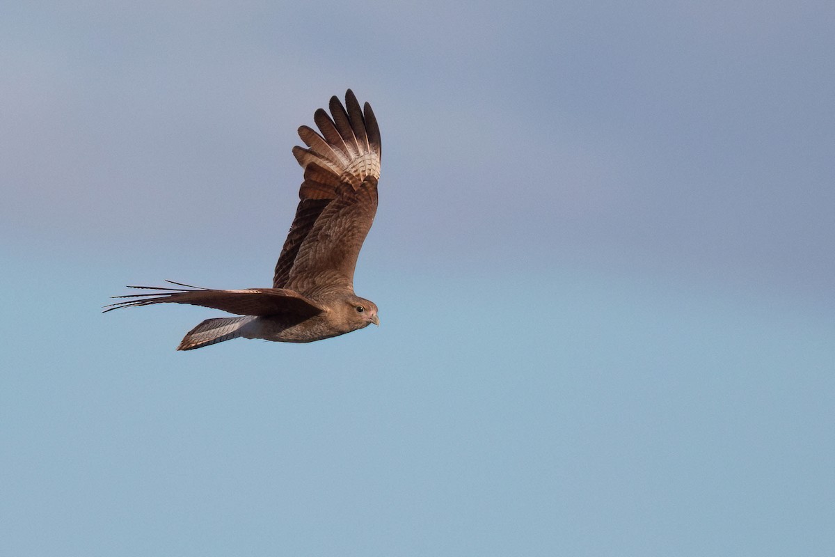 Chimango Caracara - Chris Venetz | Ornis Birding Expeditions