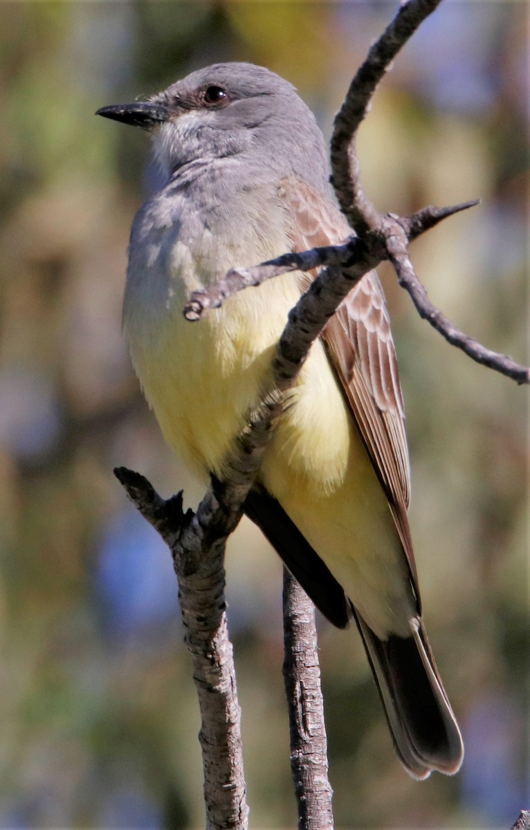 Cassin's Kingbird - ML551459601