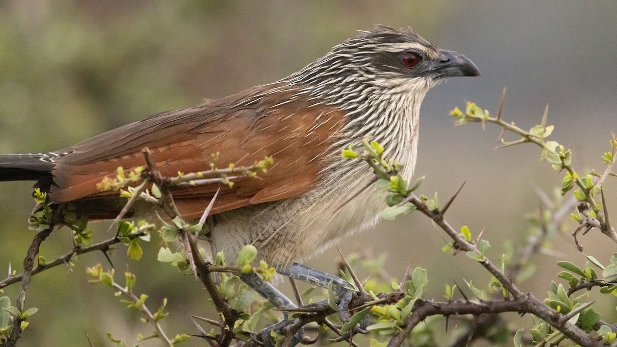 White-browed Coucal - ML551460091
