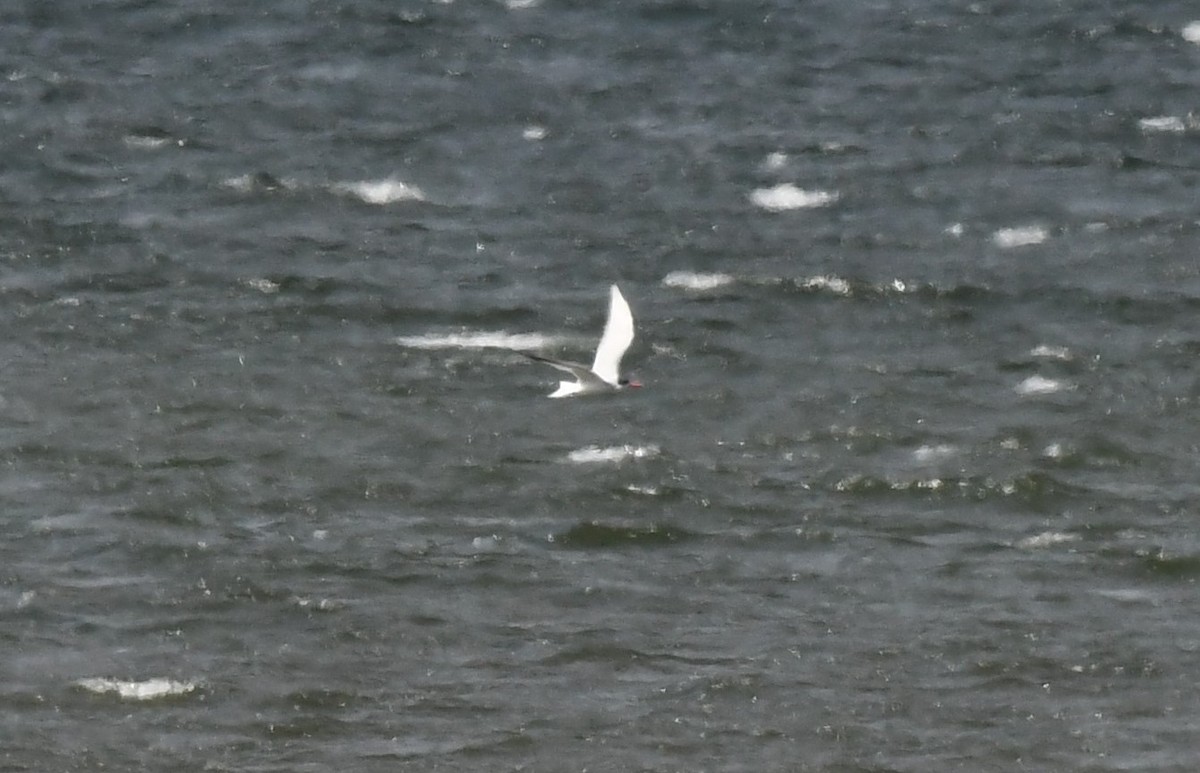 Caspian Tern - Conor  Moses