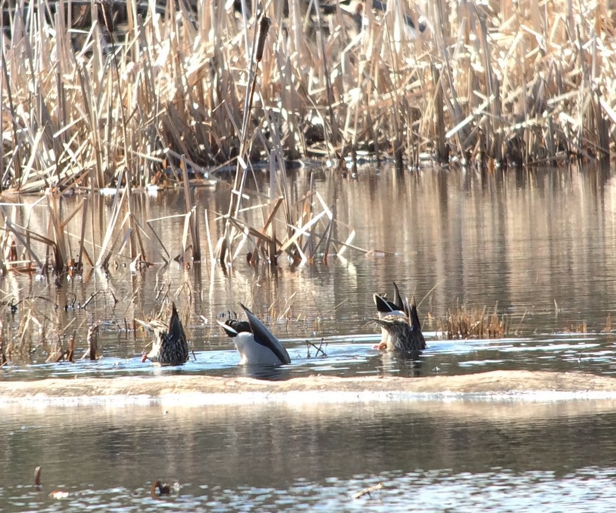 Canard colvert - ML55146151