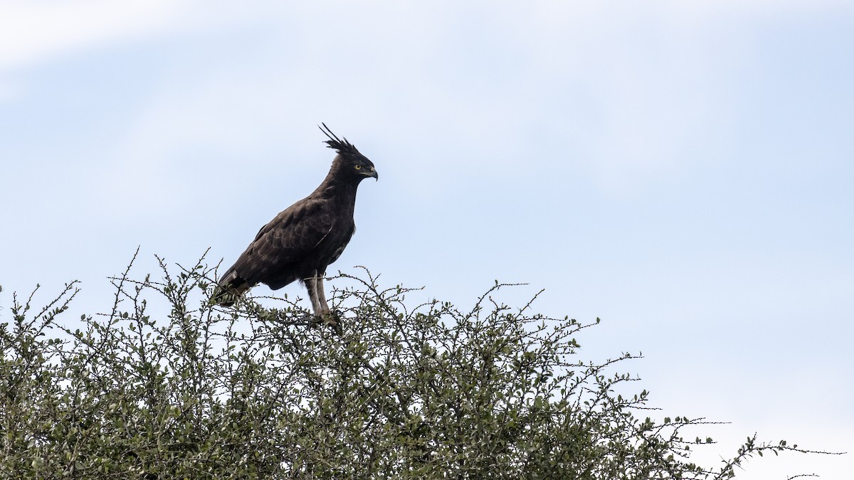 Long-crested Eagle - ML551462041