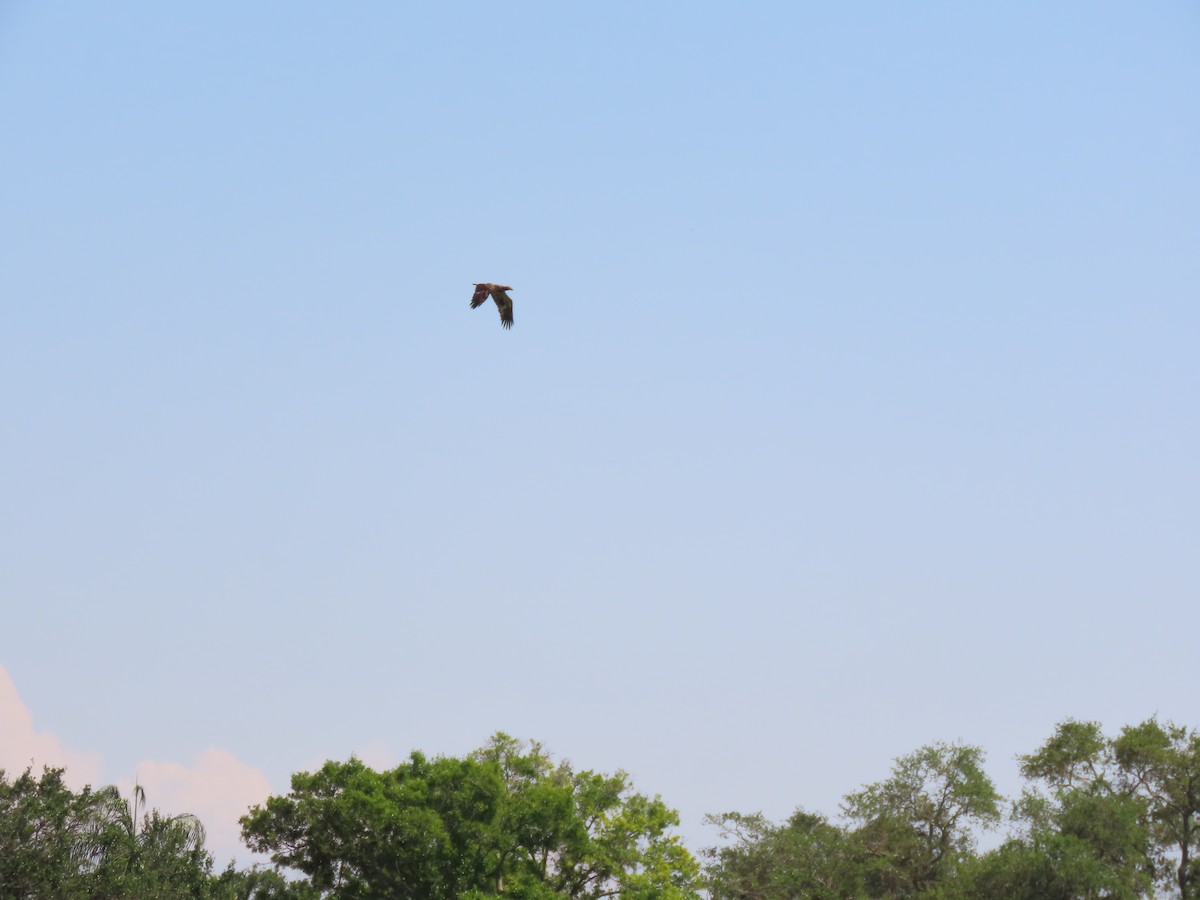 Bald Eagle - ML551463001