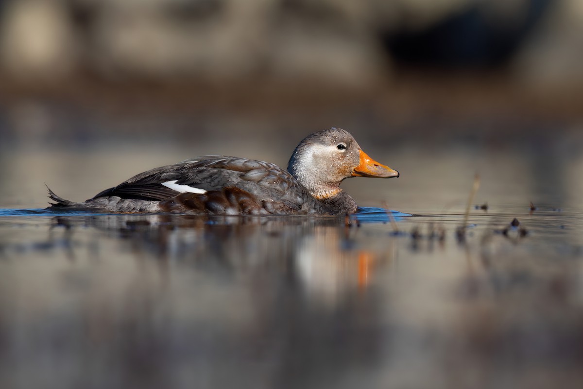 Flying Steamer-Duck - Chris Venetz | Ornis Birding Expeditions