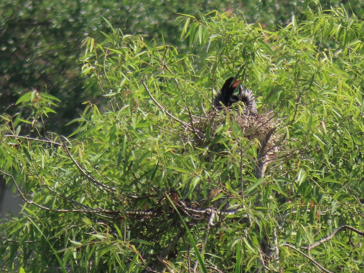Anhinga - ML551463271