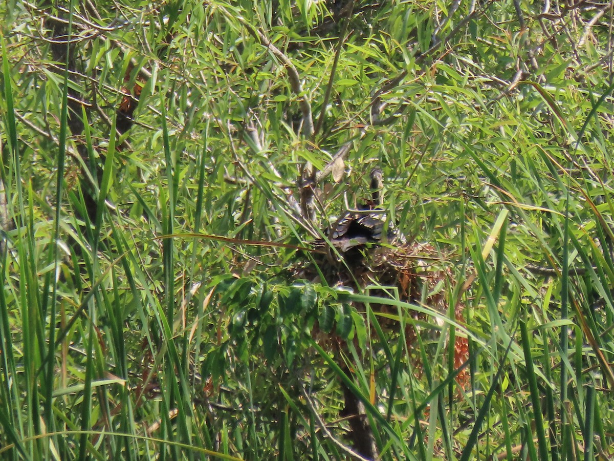 Anhinga - ML551463281
