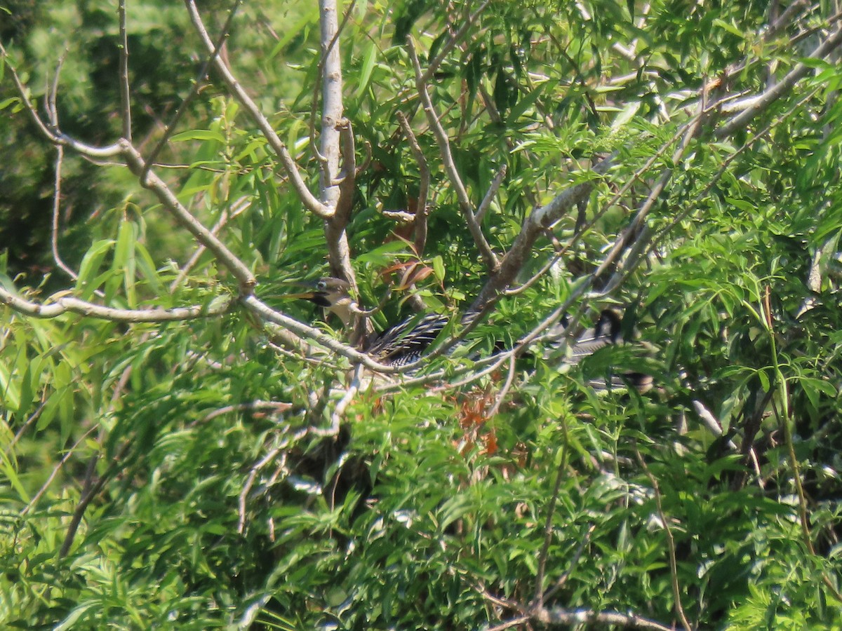 Anhinga - ML551463291