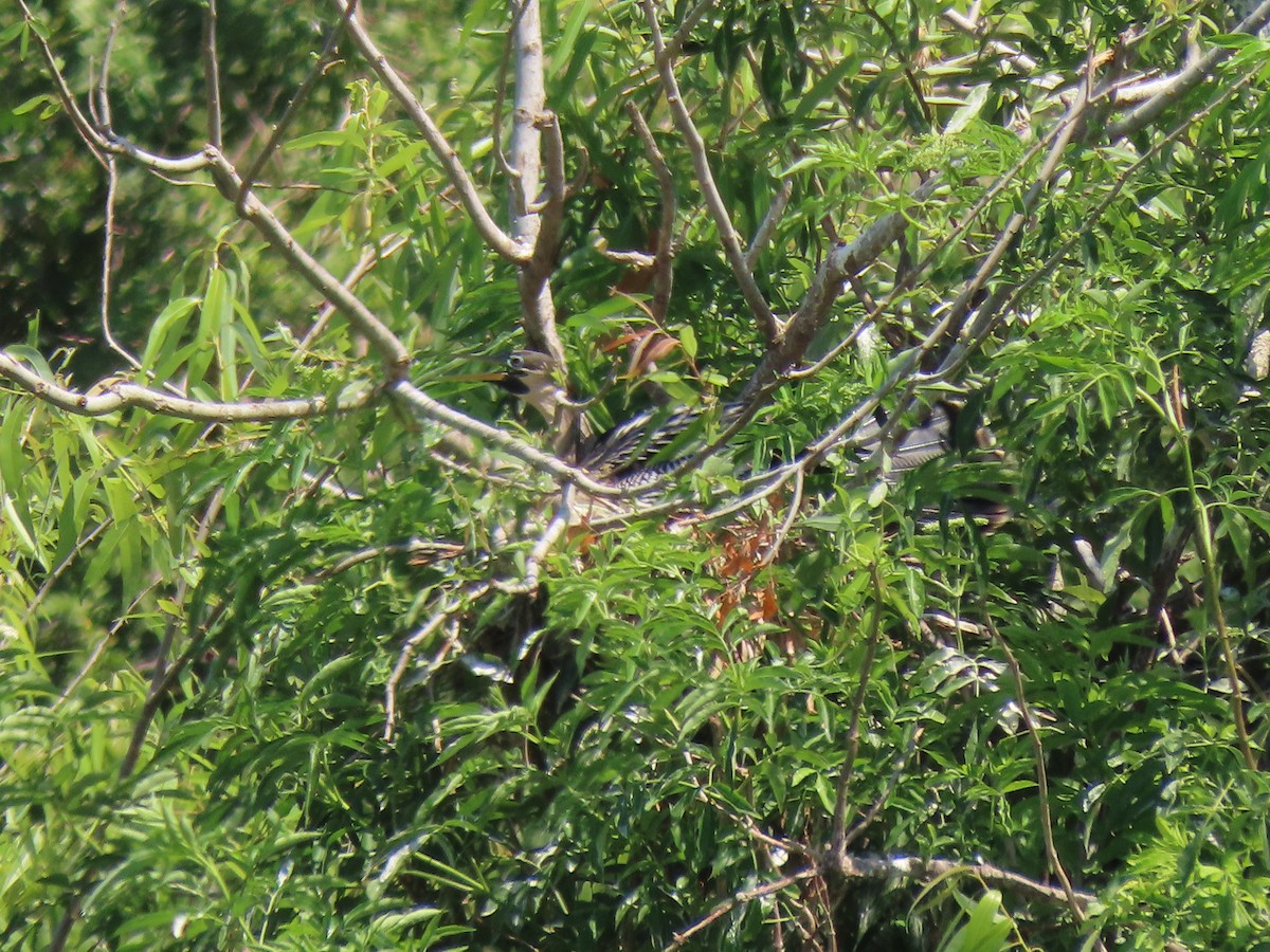 Anhinga - ML551463301