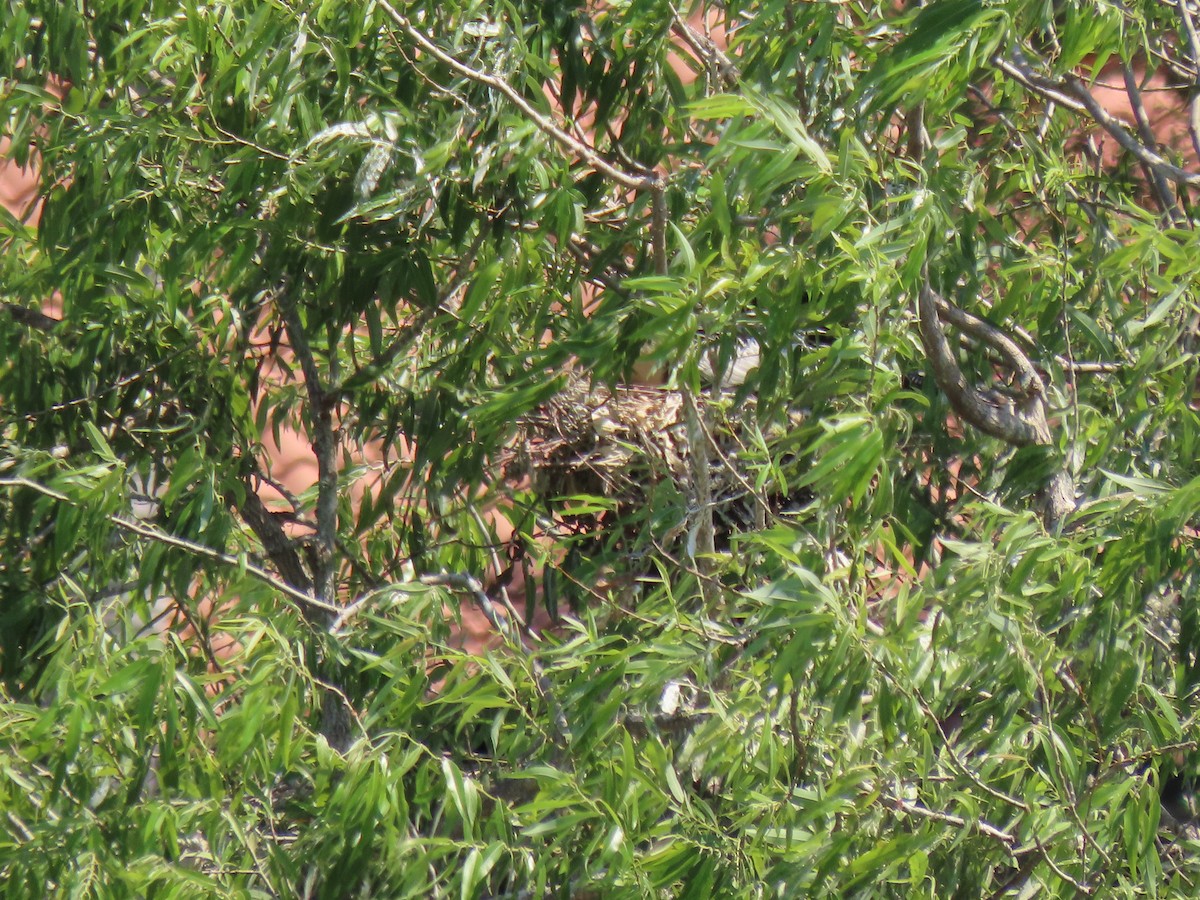 Anhinga - ML551463331