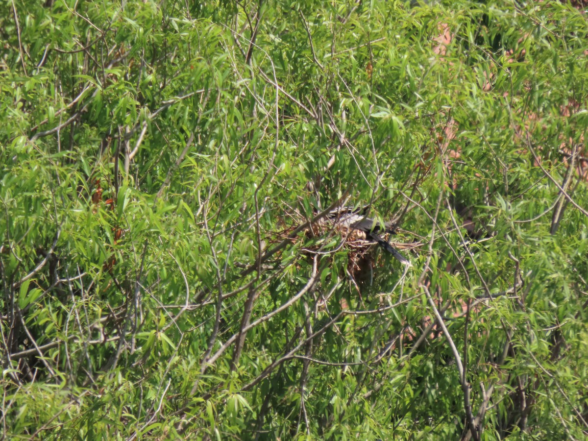 Anhinga - ML551463341