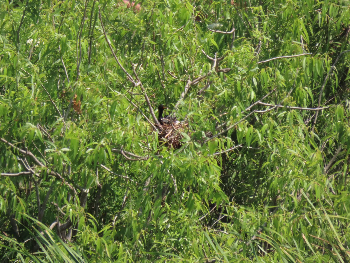 Anhinga - ML551463351