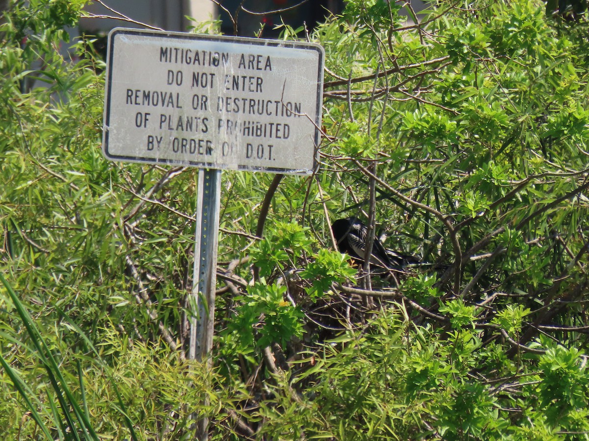 Anhinga - ML551463361
