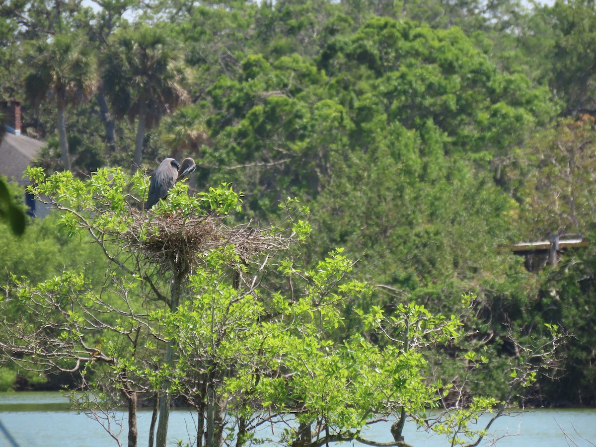 Great Blue Heron - ML551463611