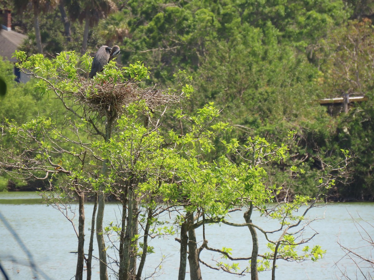 Great Blue Heron - ML551463621