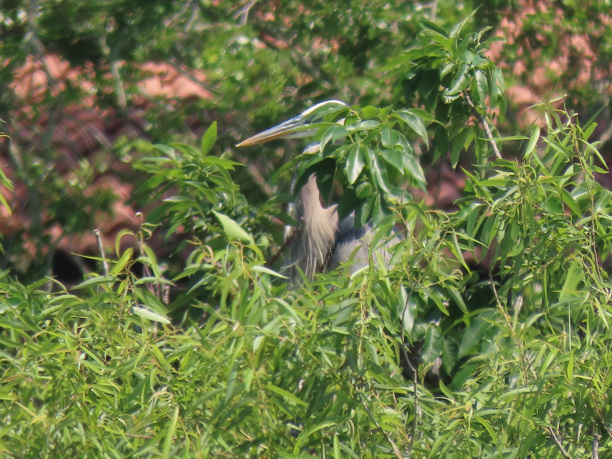 Great Blue Heron - ML551463631