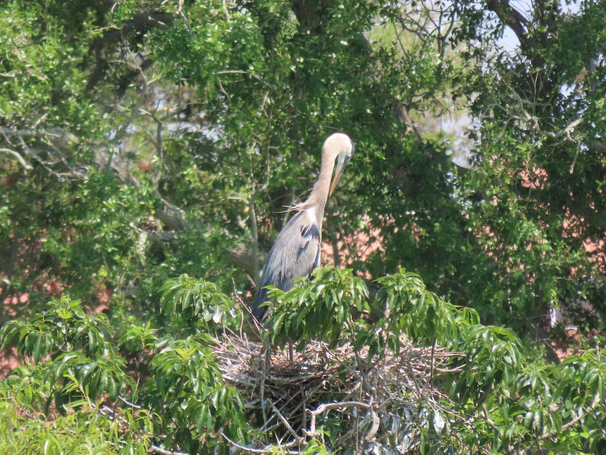 Great Blue Heron - ML551463641