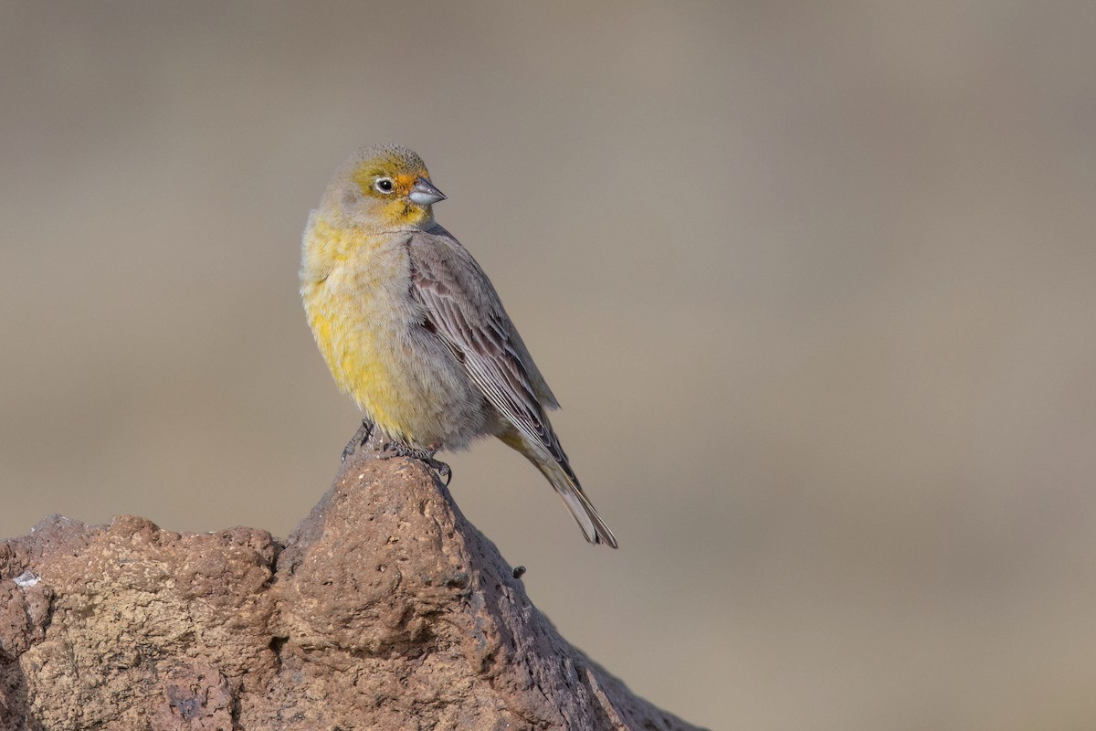 Patagonian Yellow-Finch - ML551464041