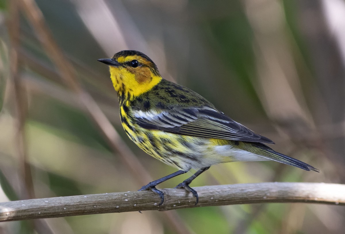 Cape May Warbler - ML551464331