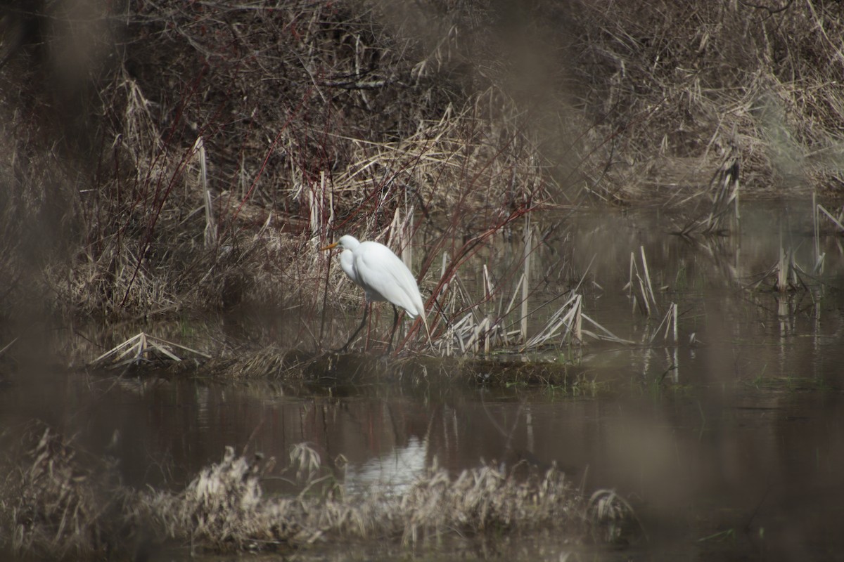 Большая белая цапля (egretta) - ML551465301