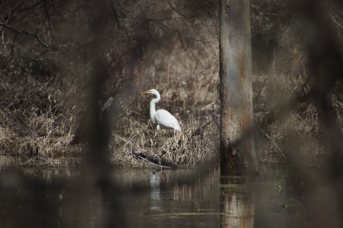 Большая белая цапля (egretta) - ML551465421