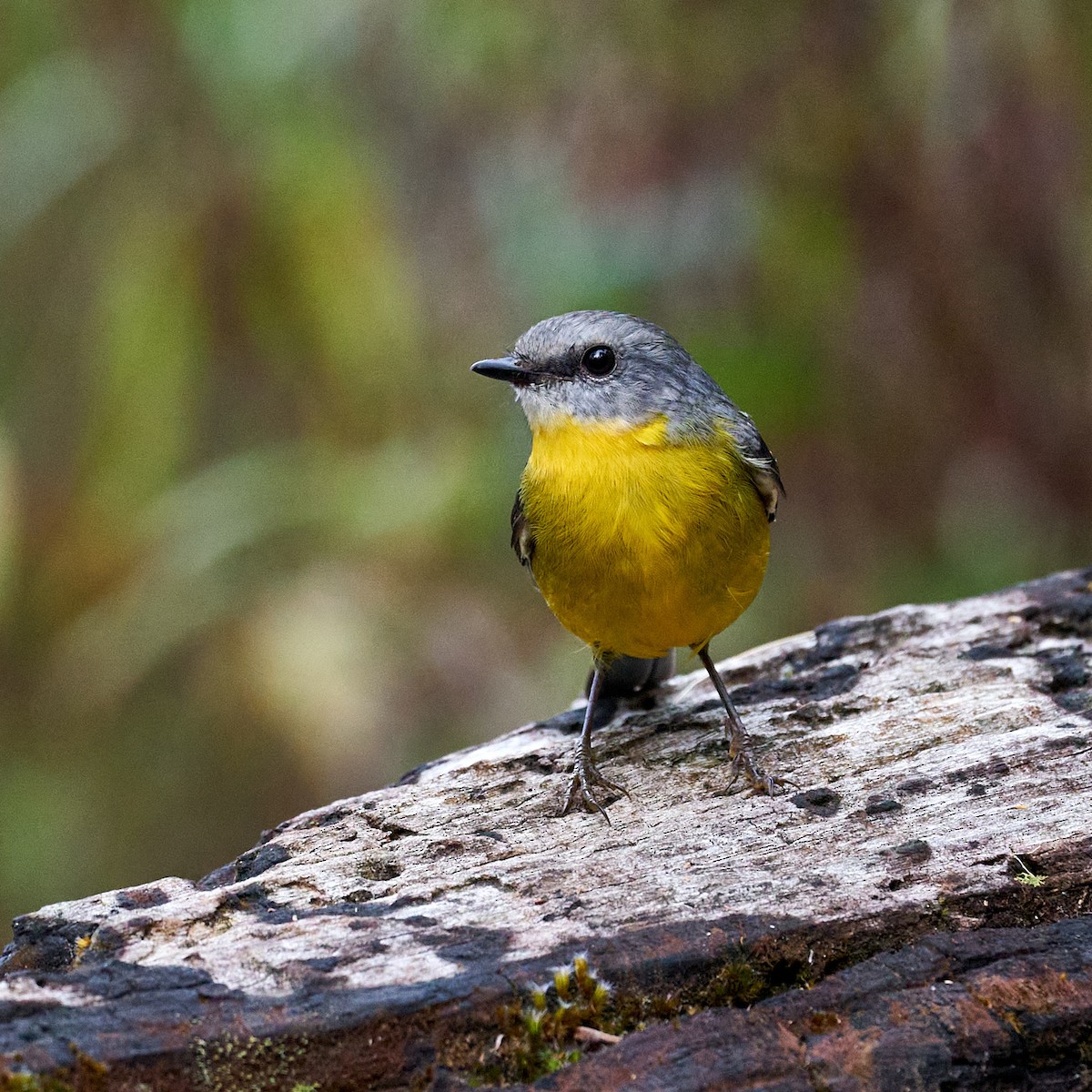 Eastern Yellow Robin - ML551465431