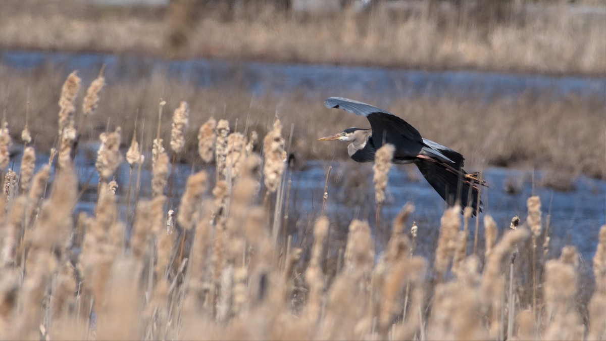 Great Blue Heron - Robert Howard