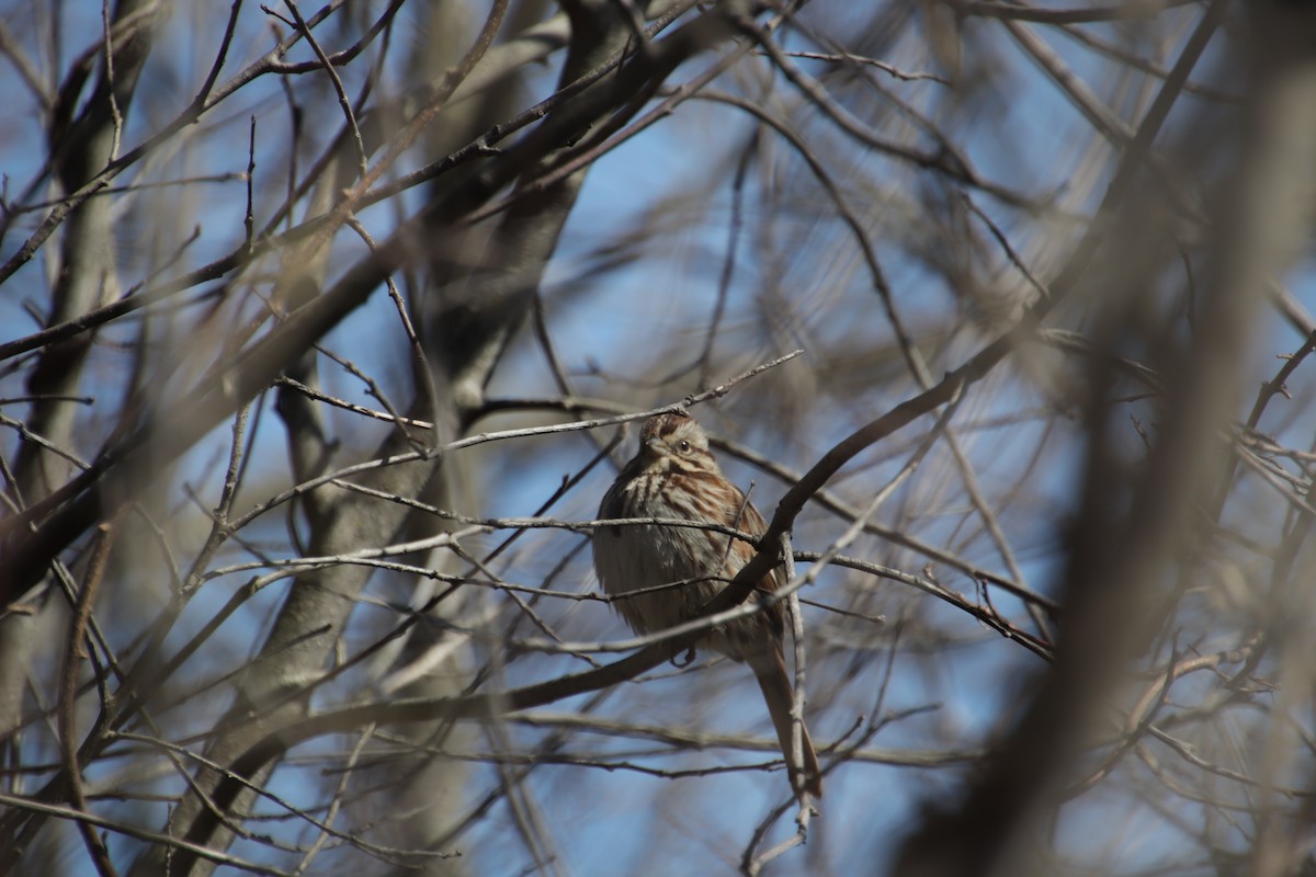 גיבתונית רוננת - ML551466671