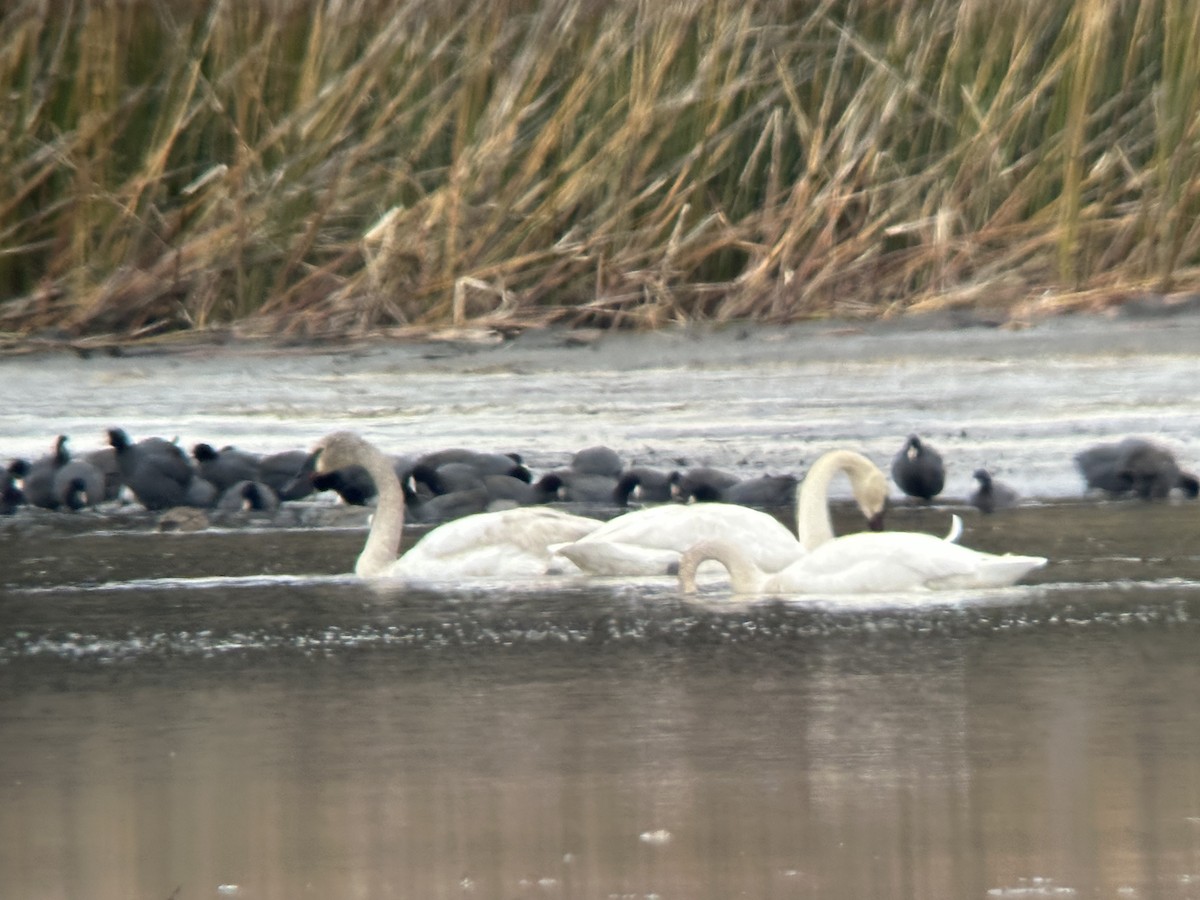 Trumpeter Swan - Lucas Brug