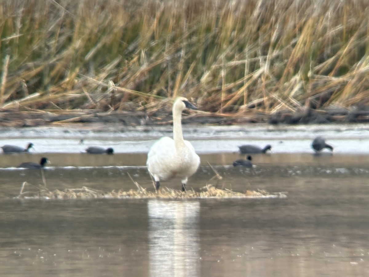 Trumpeter Swan - ML551467291