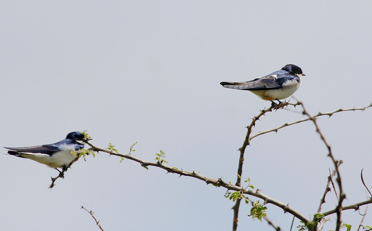 White-tailed Swallow - Gil Ewing