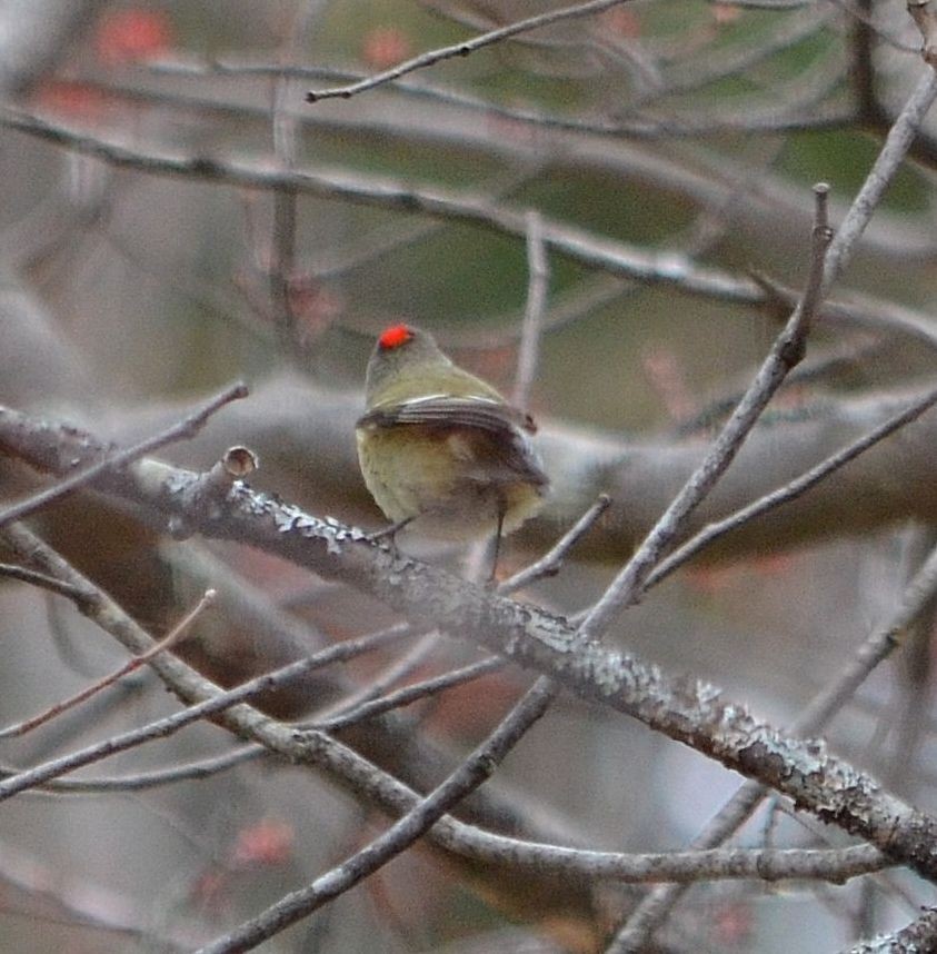 Roitelet à couronne rubis - ML55146841