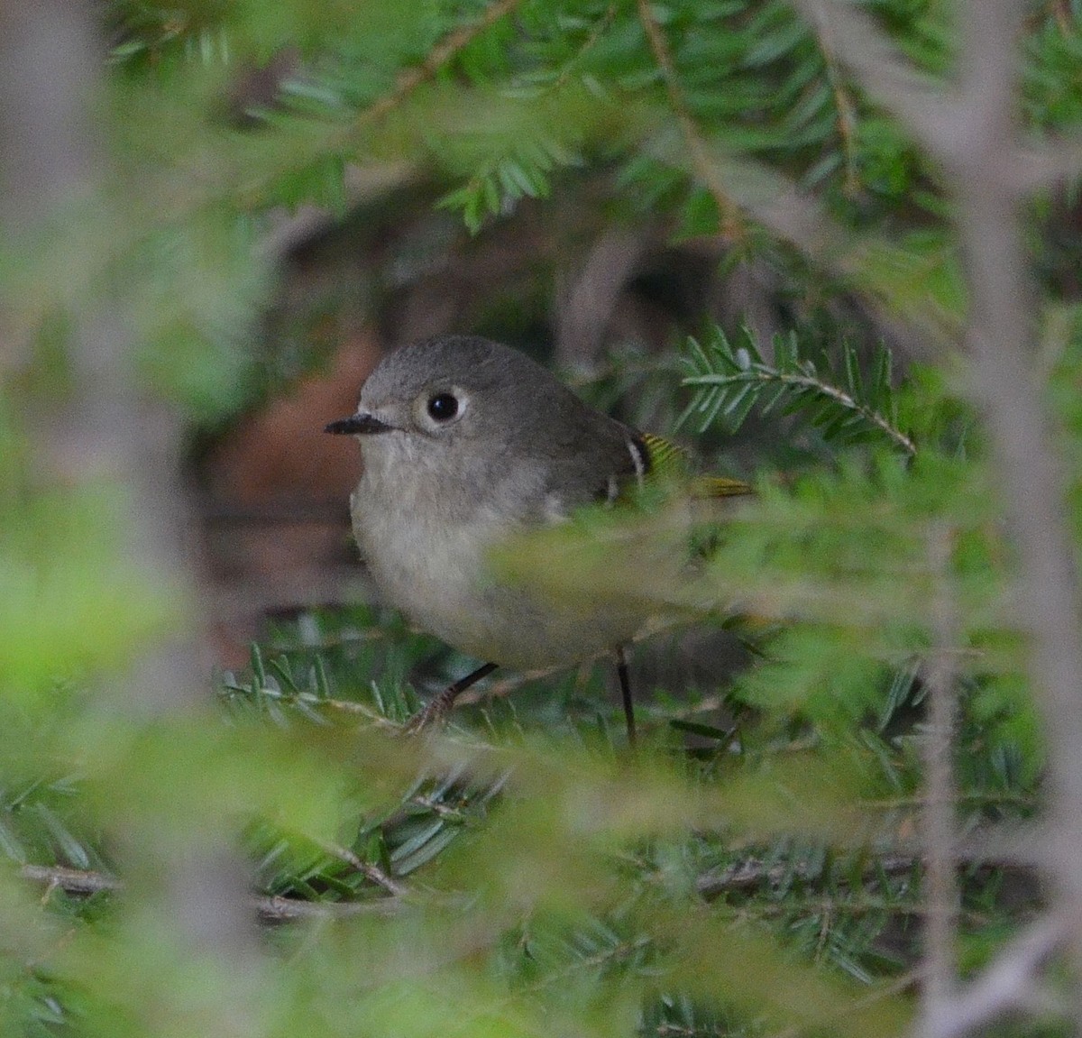 Ruby-crowned Kinglet - ML55146941