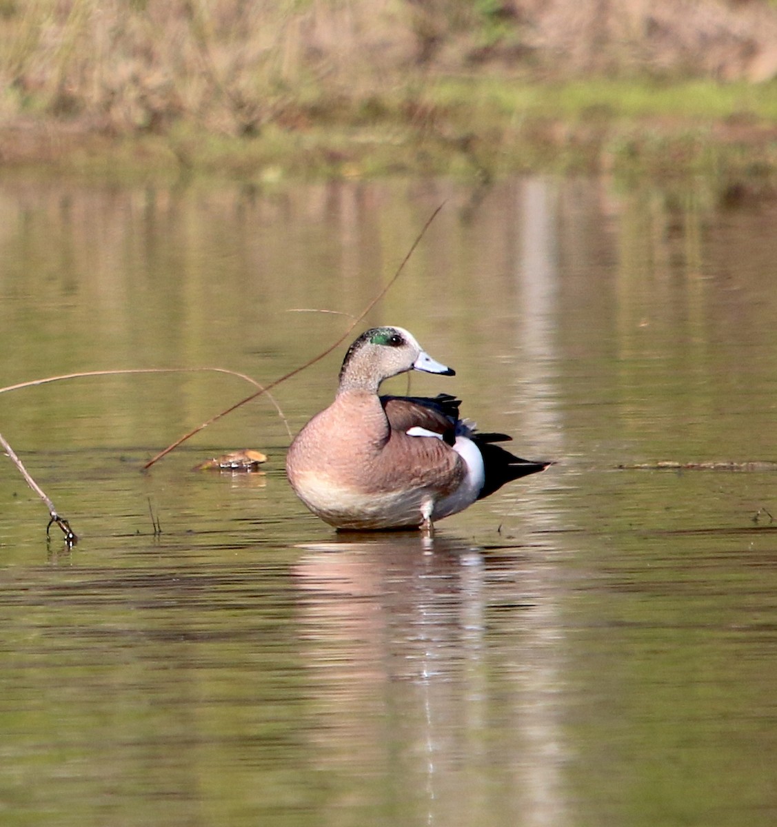 American Wigeon - ML551471651