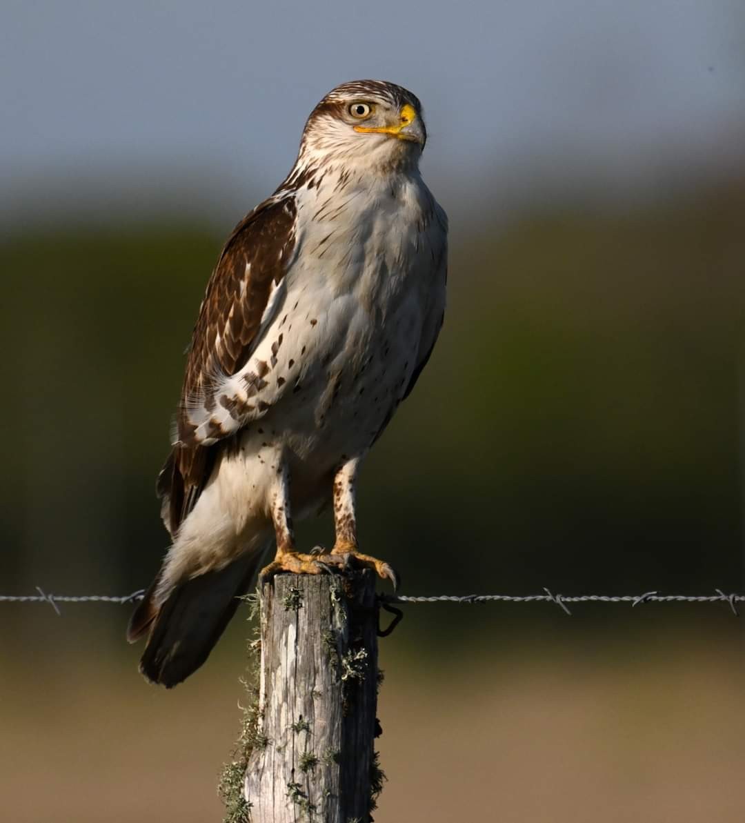 Ferruginous Hawk - ML551471801