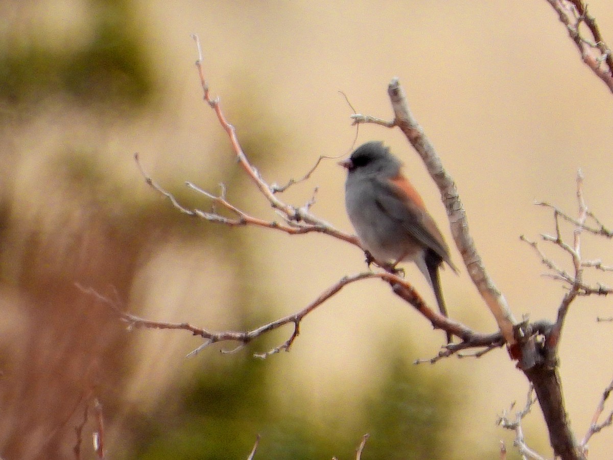 Junco ardoisé (caniceps) - ML551472571