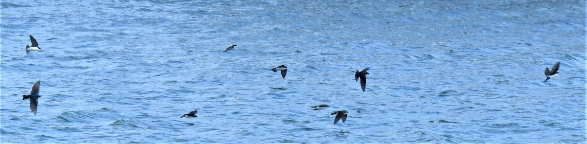 Tree Swallow - ML551472871