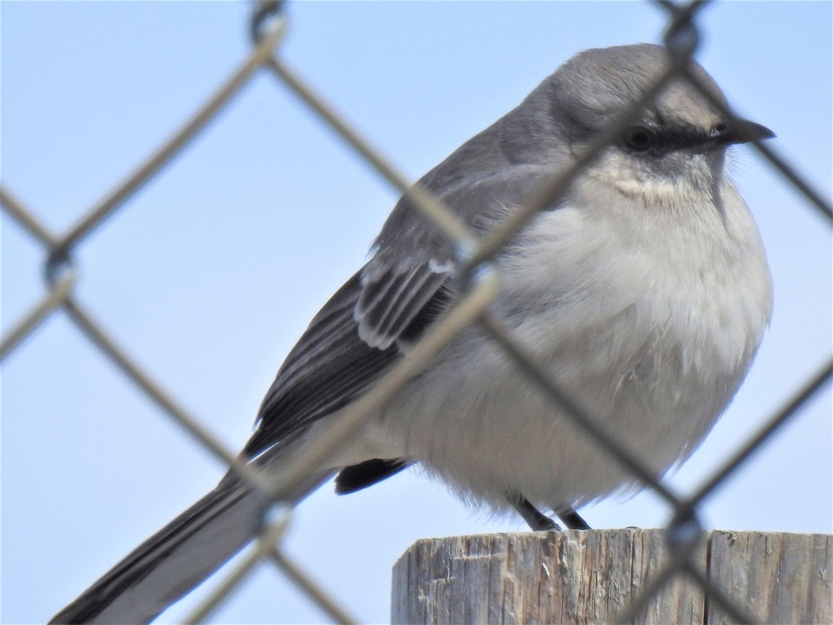 Northern Mockingbird - ML551473331