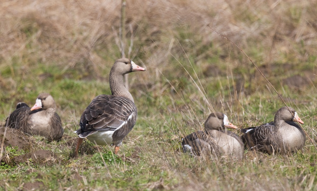 Greater White-fronted Goose - ML551473501