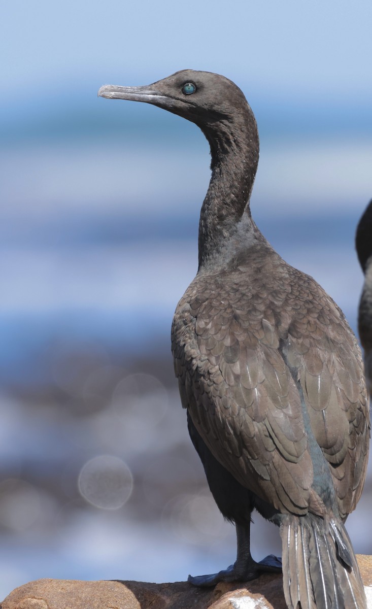 Bank Cormorant - Luke Goddard - Birding Africa