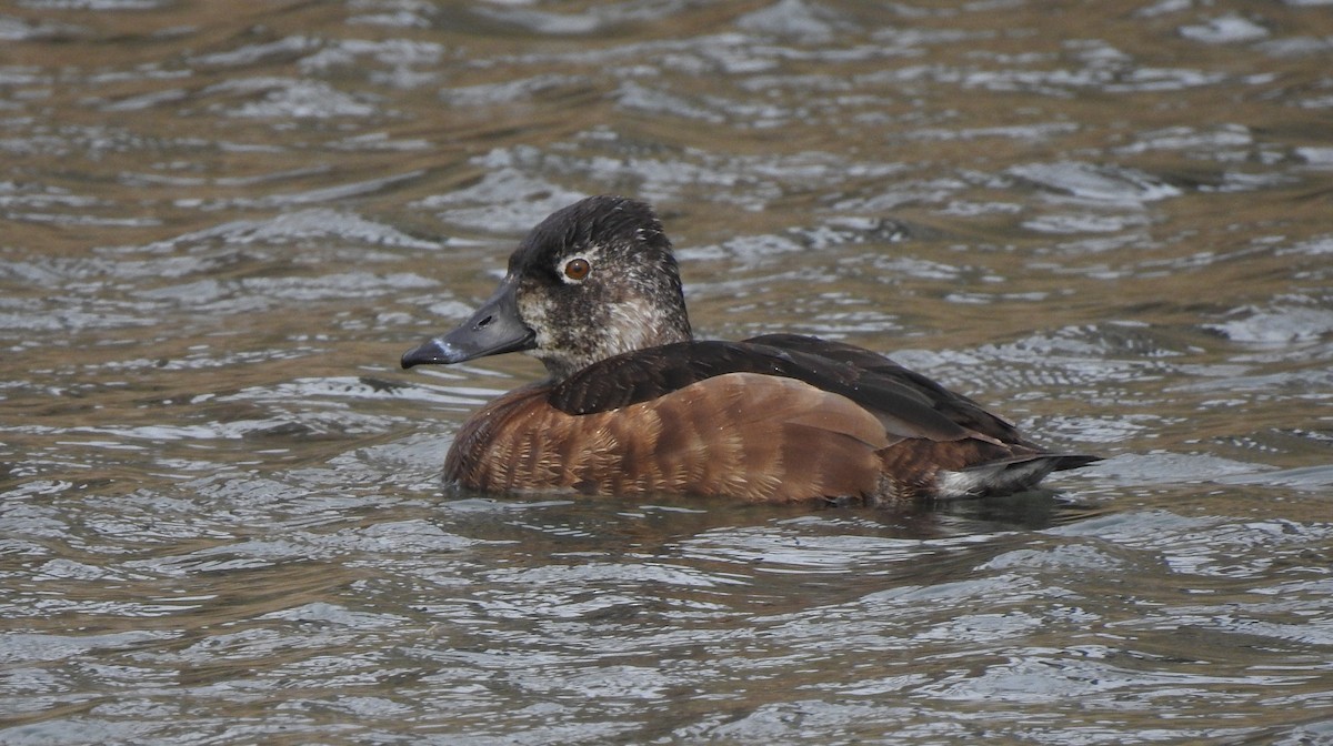 Ring-necked Duck - ML551476331