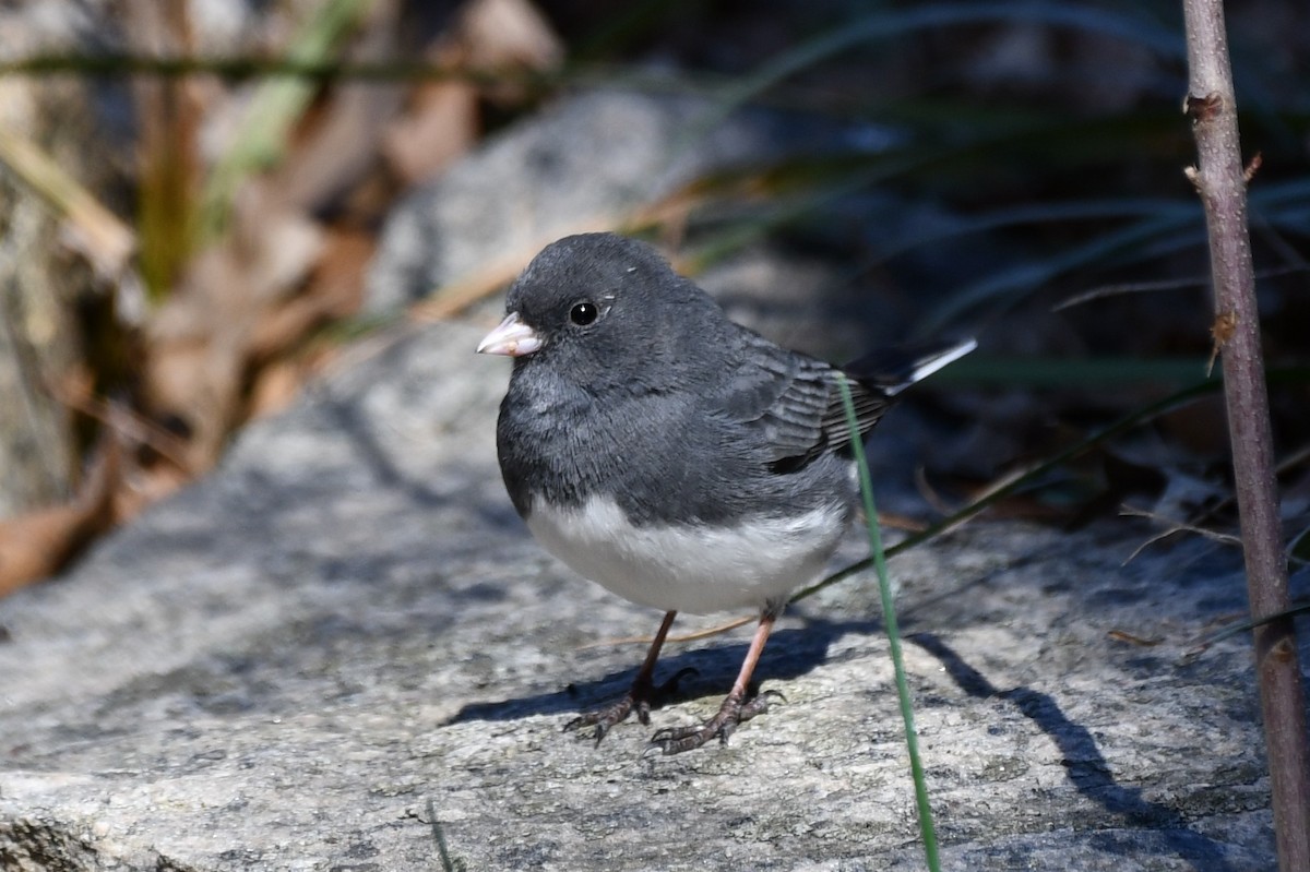 Dark-eyed Junco - ML551476661