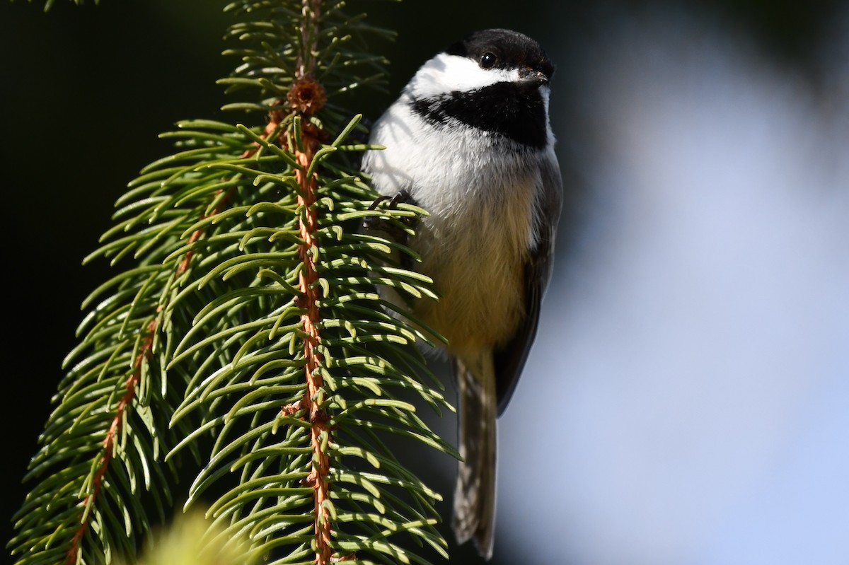 Black-capped Chickadee - ML551476721