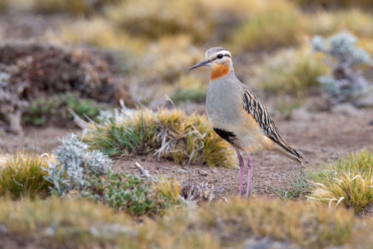 Tawny-throated Dotterel - Chris Venetz | Ornis Birding Expeditions