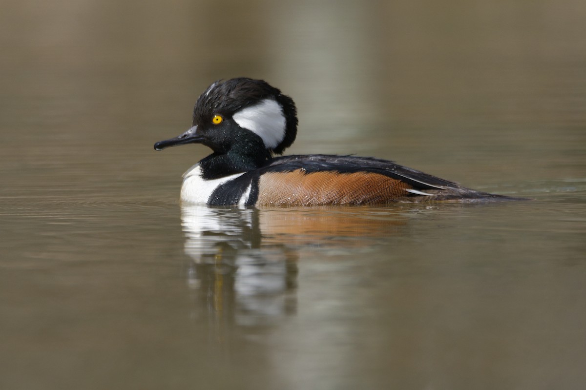 Hooded Merganser - ML551478511
