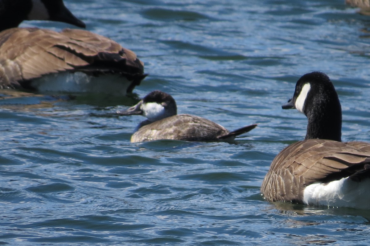 Ruddy Duck - ML551478571