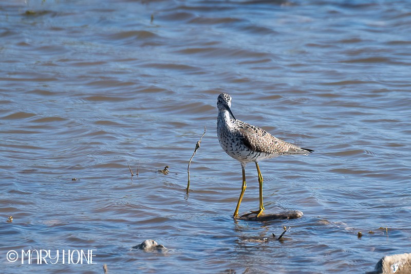Greater Yellowlegs - ML551479121